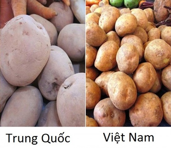 Tuyệt chiêu để phân biệt rau củ Trung Quốc và Việt Nam cho các bà nội trợ - Ảnh 9.