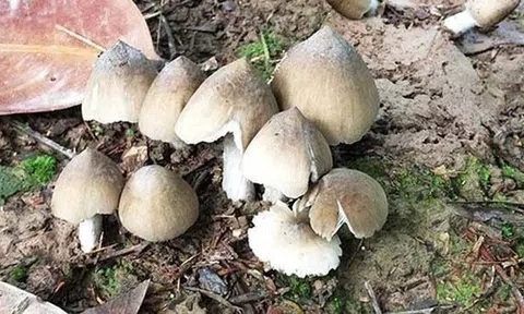 Món ngon mùa mưa Nam Bộ, có tiền cũng khó mua