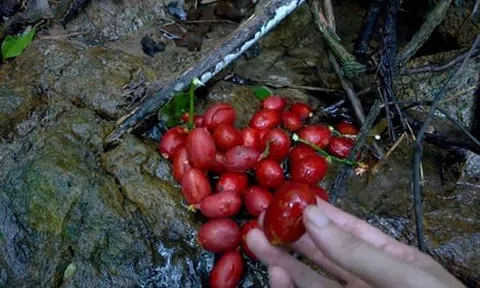 Quả máu, đặc sản trái cây rừng kì lạ của Quảng Ninh