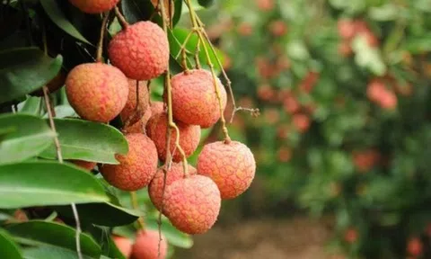 Giảm nếp nhăn, tàn nhang nhờ vải