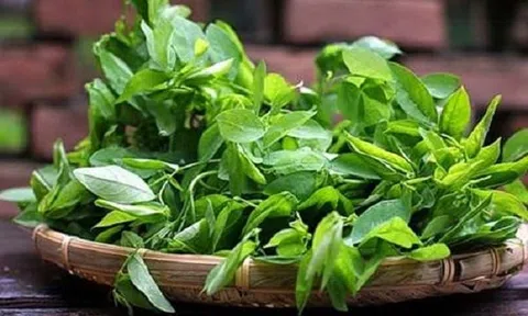 Rau ngót cực tốt nhưng 3 nhóm người này chớ dại ăn dù chỉ một miếng