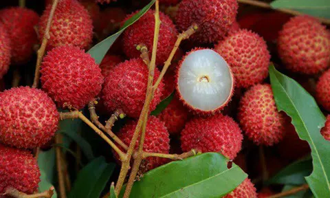 Mẹo chọn vải ngon ngọt, không bị sâu đầu không phải ai cũng biết