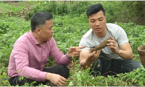 Vườn dược liệu quý của vị lương y phố núi Phạm Trọng Hùng